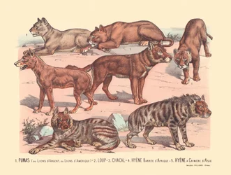 Page 13 : Pumas ou lions d