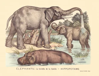 Page 7 : Éléphants : la toilette de la famille Hippopotame