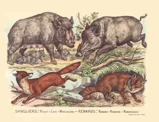 Page 9 : Sangliers : potins, lard, marcassins Renard : renard, renard, renard