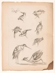 Huit oiseaux chinois, dont des martins-pêcheurs, un héron, un canard et une libellule