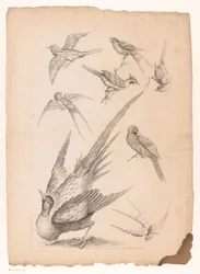 Huit oiseaux chinois, dont peut-être des oiseaux de paradis