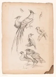 Huit oiseaux chinois, dont peut-être des oiseaux de paradis (Livre des différentes espèces d