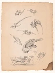 Onze oiseaux chinois, dont des canards et des perroquets (série Verschillende Chinese vogels, Livre des différentes espèces d