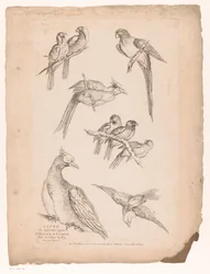 Neuf oiseaux chinois