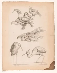 Neuf oiseaux chinois, y compris des hérons et un martin-pêcheur
