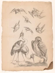 Dix oiseaux chinois, dont deux hérons et un martin-pêcheur