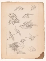 Quatorze oiseaux chinois, y compris des canards et des martins-pêcheurs