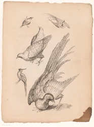 Six oiseaux chinois