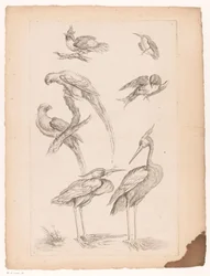 Sept oiseaux chinois, y compris des hérons et des perroquets