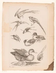 Neuf oiseaux chinois, y compris des canards, un martin-pêcheur et peut-être des oiseaux de paradis (série Différents oiseaux chinois, Livre des différentes espèces d