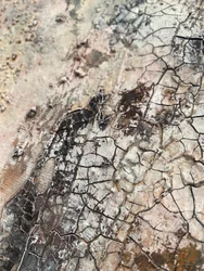 Texture de terre craquelée