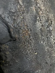 Texture profondément fissurée