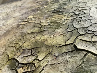 Fissures organiques dues aux intempéries