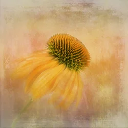 Rêve de rudbeckie dorée