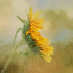 Lueur dorée du tournesol