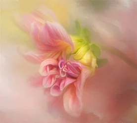 Dahlia rose pâle