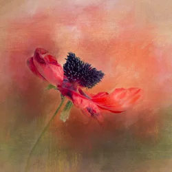Fleur de pavot aux couleurs éclatantes