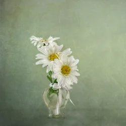 Des marguerites blanches dans un vase