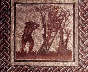 Art gallo-romain : pavement en mosaïque représentant un calendrier rustique. Scène de cueillette des olives. Fin du IIe, début du IIIe siècle apr. J.-C. Provenant de Saint-Romain-en-Gal (Rhône). Saint-Germain-en-Laye, Musée d