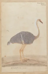Autruche