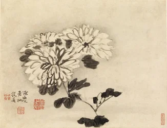 Chrysanthèmes