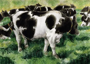 Vaches Frisonnes