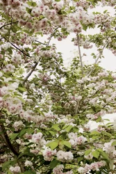 Fleurs de cerisier au printemps