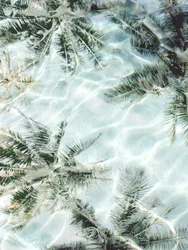 Reflets de palmiers sur l