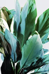 Feuilles vertes tropicales