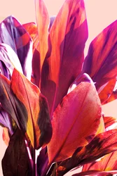 Feuilles tropicales aux couleurs vives