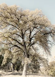 Arbre champêtre vintage