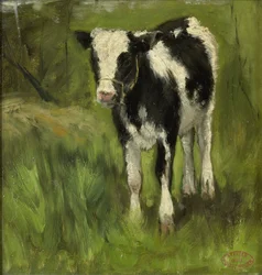 Veau