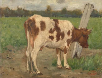 Vache