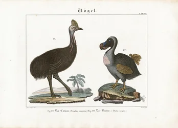 Cassowary et Dodo