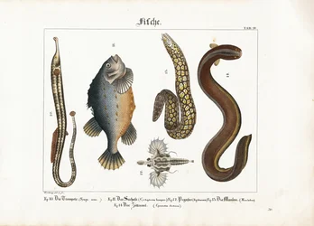 Diversité de la faune marine : Grand poisson-pipe, lompe, phalène, murène et anguille électrique.