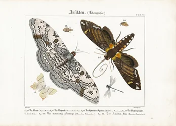 Mites européennes, libellules et un antlion