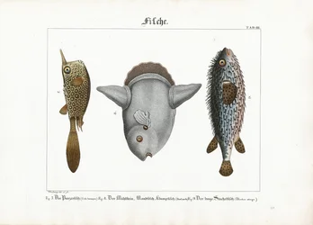 Poissons exotiques : Poisson-tronc, poisson-lune et poisson-épicéa