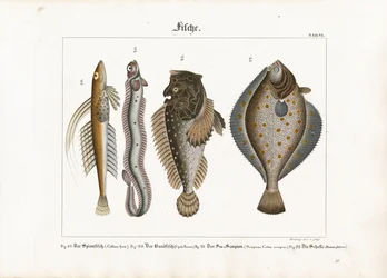 Poissons marins : libellule, poisson-bande rouge, rascasse et plie
