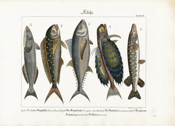 Poissons marins : Remora, coryphène, thon, grondin et brochet