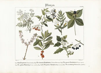Plantes médicinales et toxiques