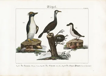 Oiseaux de mer : Grand cormoran, Fulmar boréal et Pingouin tacheté
