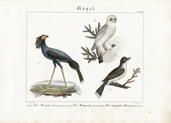Oiseau secrétaire, harfang des neiges et pie-grièche écorcheur