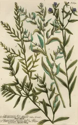 Variétés de gromwell, espèces de Lithospermum