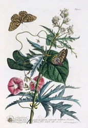 1. Abutilon, 2. Convolvulus, vers 1748 gravure coloriée à la main