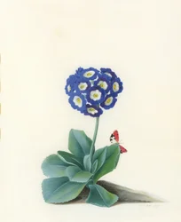 Une auricule bleue