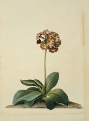 Une auricule rose panachée