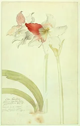 Amaryllis : Lilio-Narcissus, Indicus