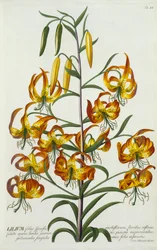 Lys Turkscap Américain