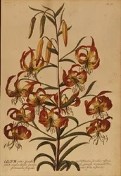 Lys turban américain de 