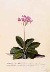 Aricula Ursi Étoile filante, vers 1744, gravure colorée à la main